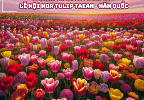 Lạc Vào Xứ Sở Cổ Tích Tại Lễ Hội Hoa Tulip Taean - Hàn Quốc (Cập nhật 2025)